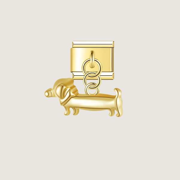 Charming Dachshund Dog